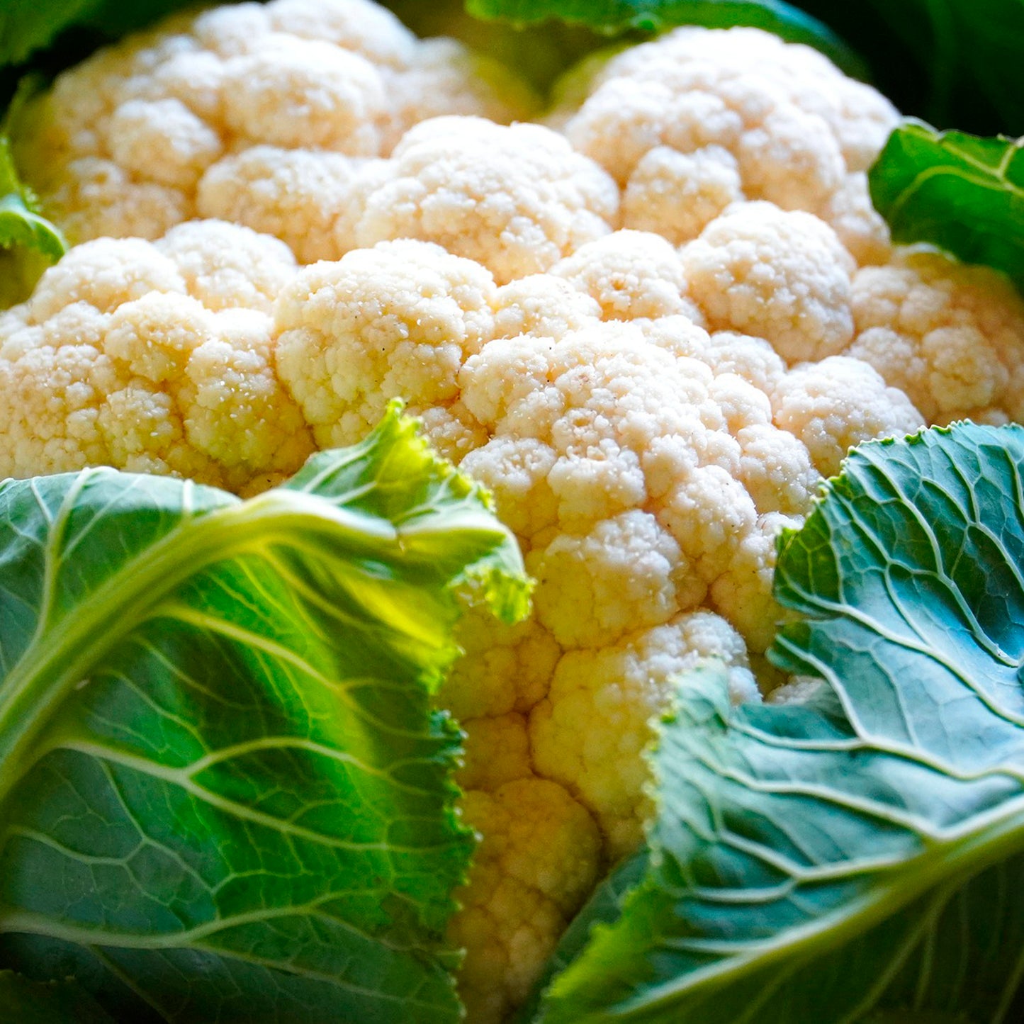 COLIFLOR