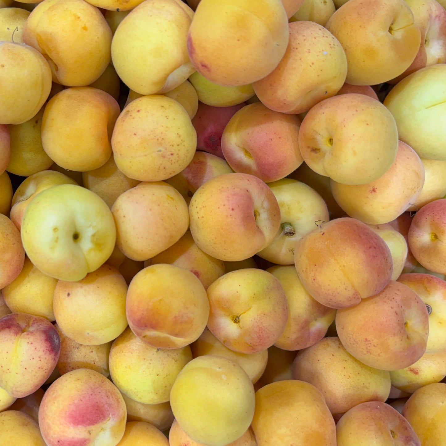 ALBARICOQUES