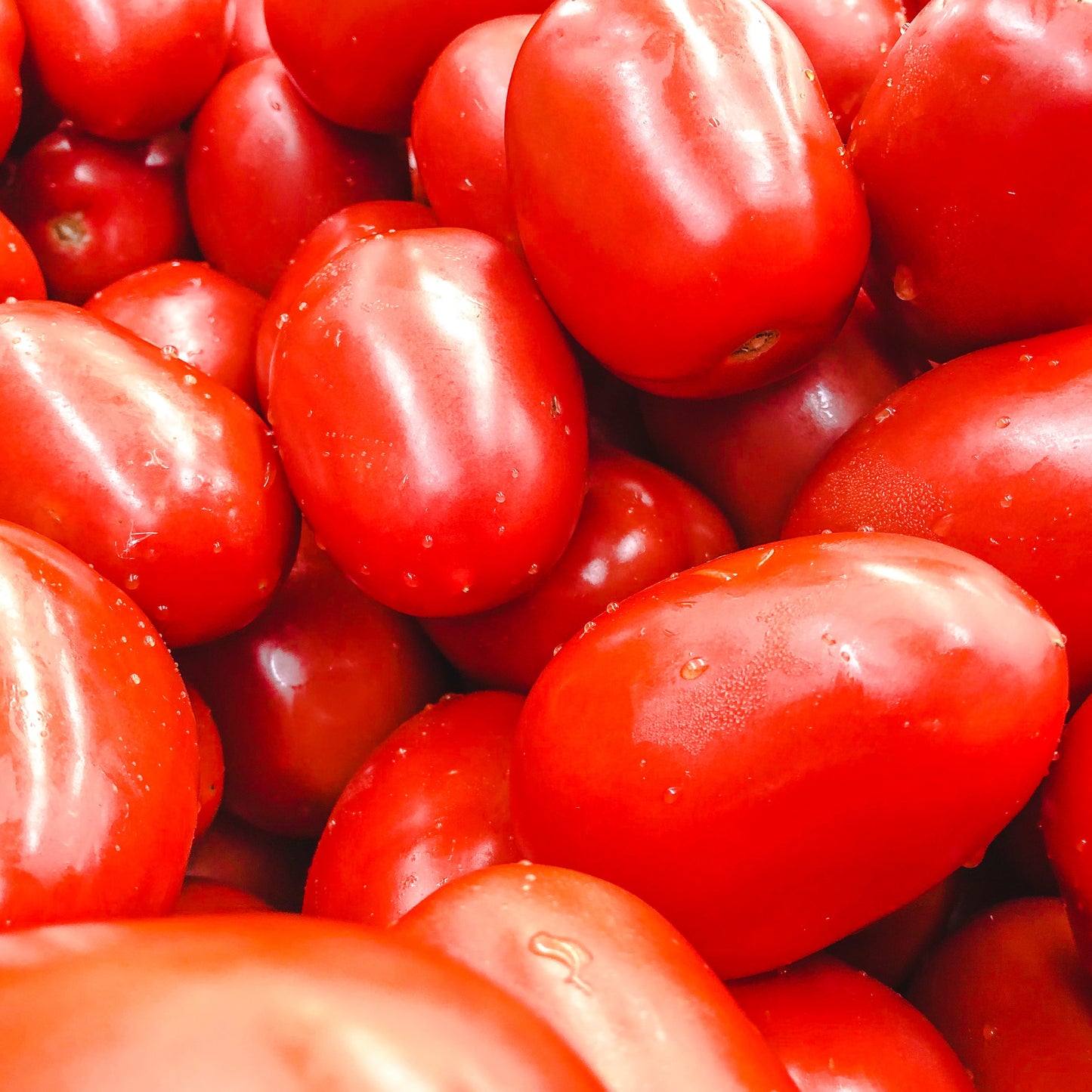 TOMATE CHERRY