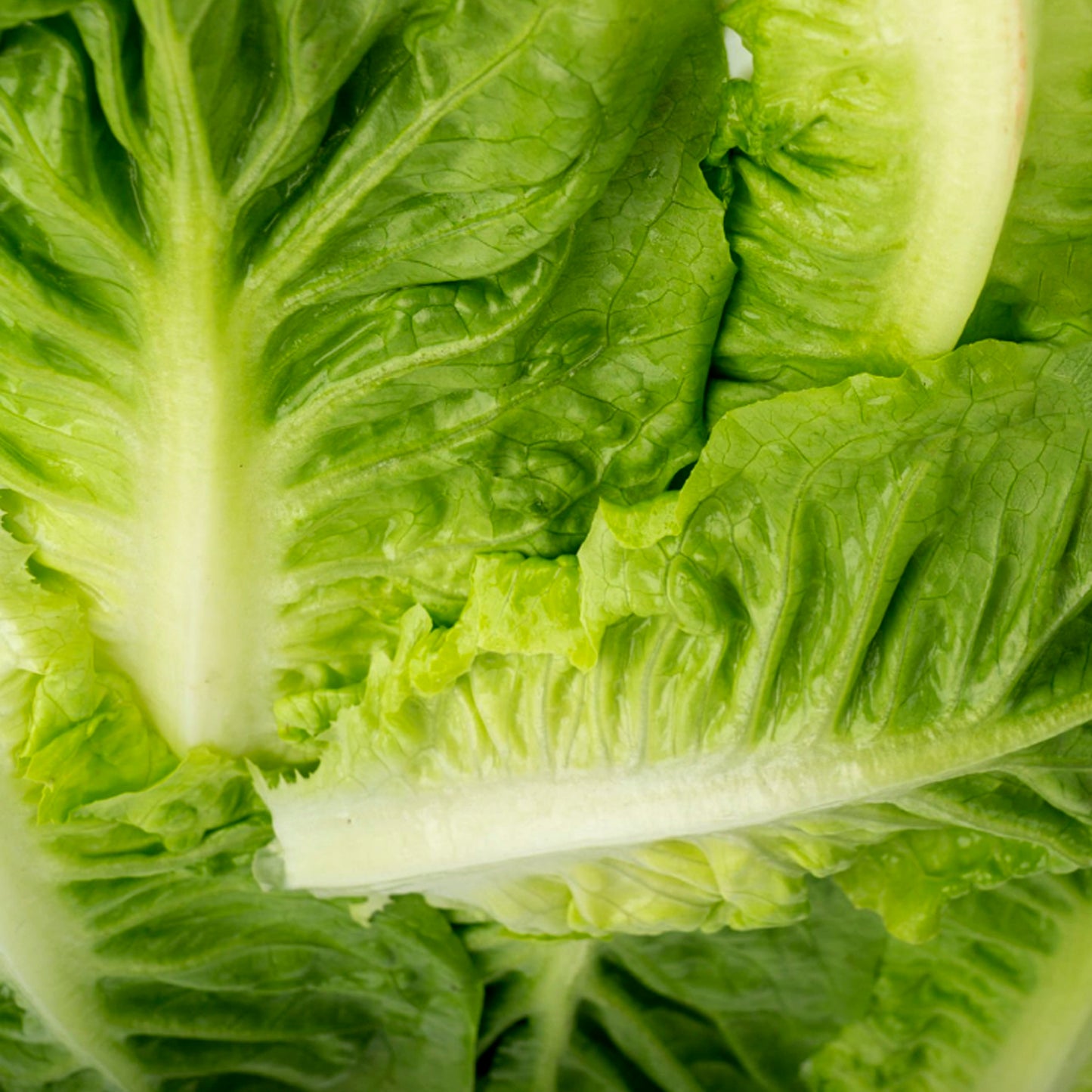 LECHUGA