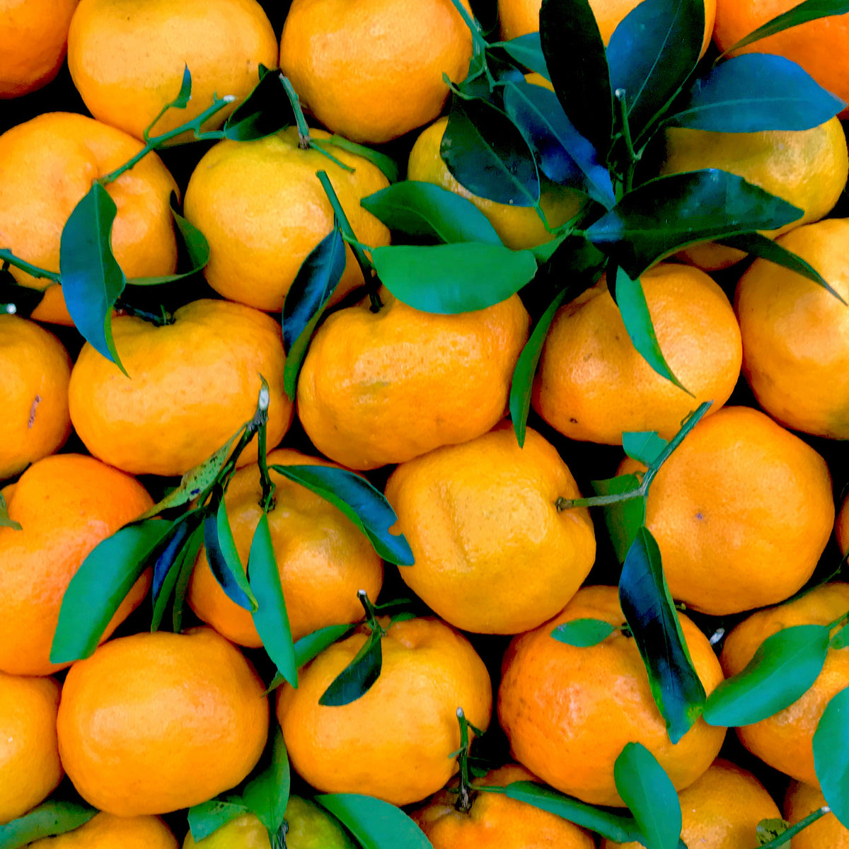 MANDARINAS