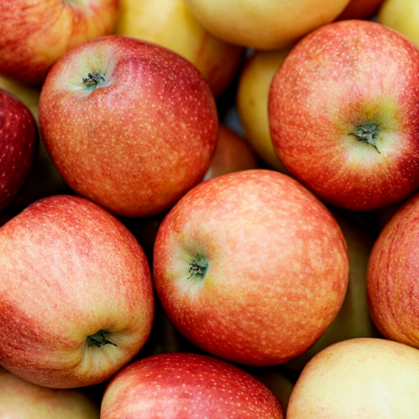 MANZANA FUJI