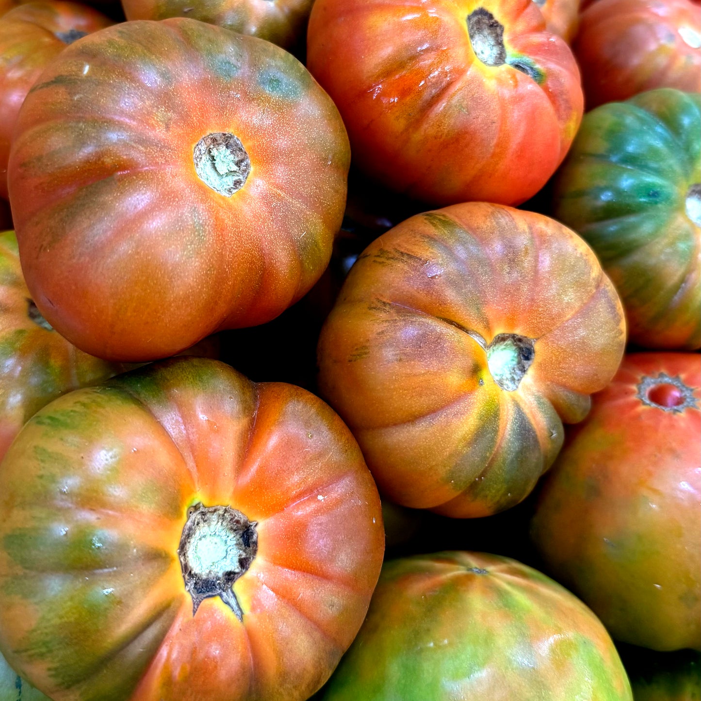 TOMATE DE LA MARINA