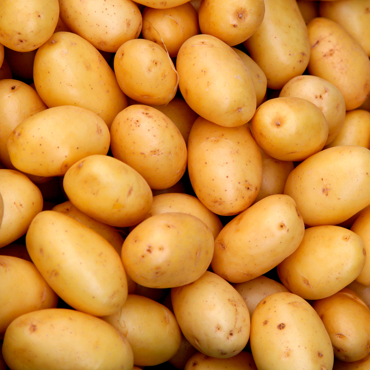 PATATA BABY
