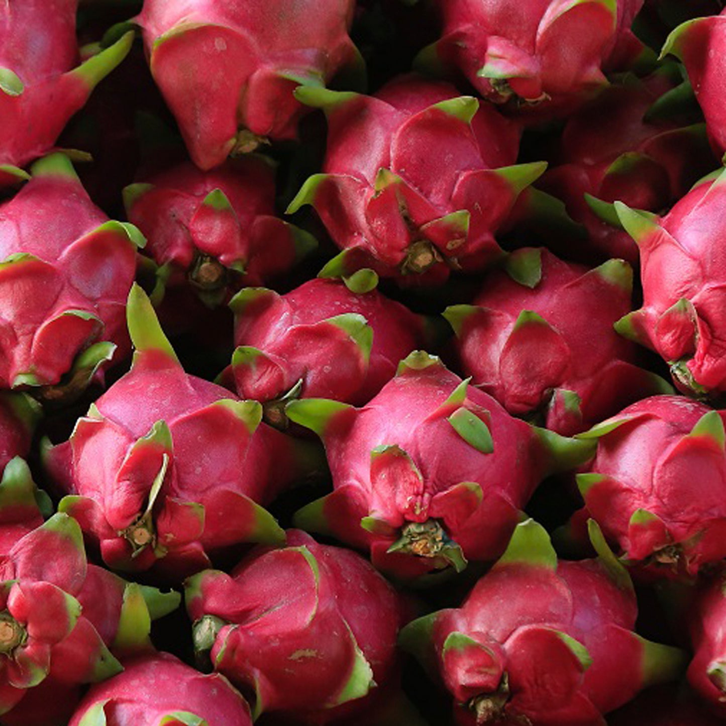 FRUTA DEL DRAGÓN PITAYA
