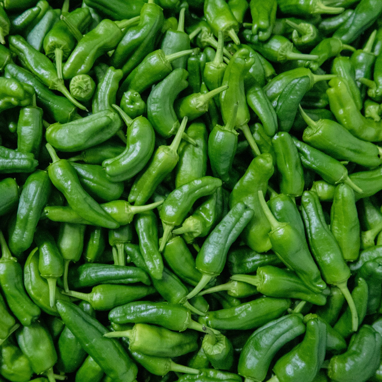 PIMIENTO PADRÓN