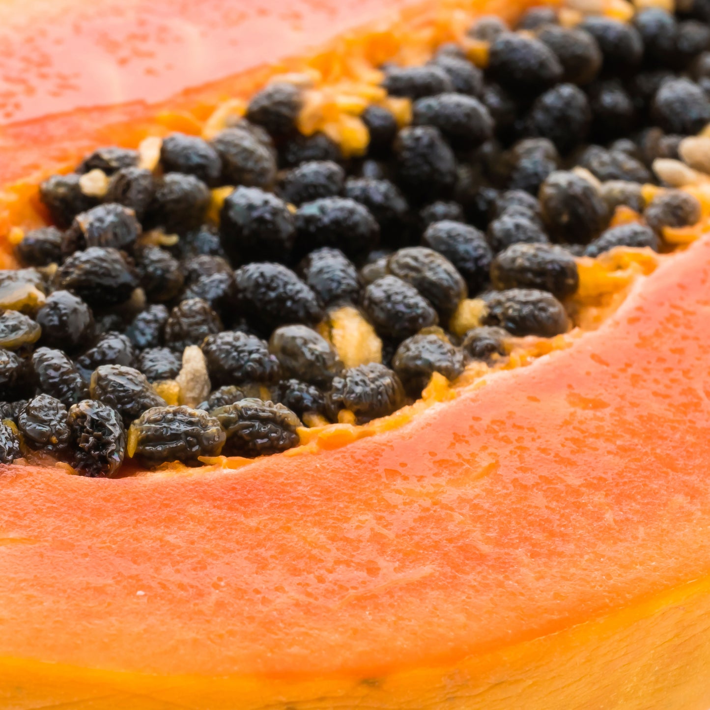 PAPAYA