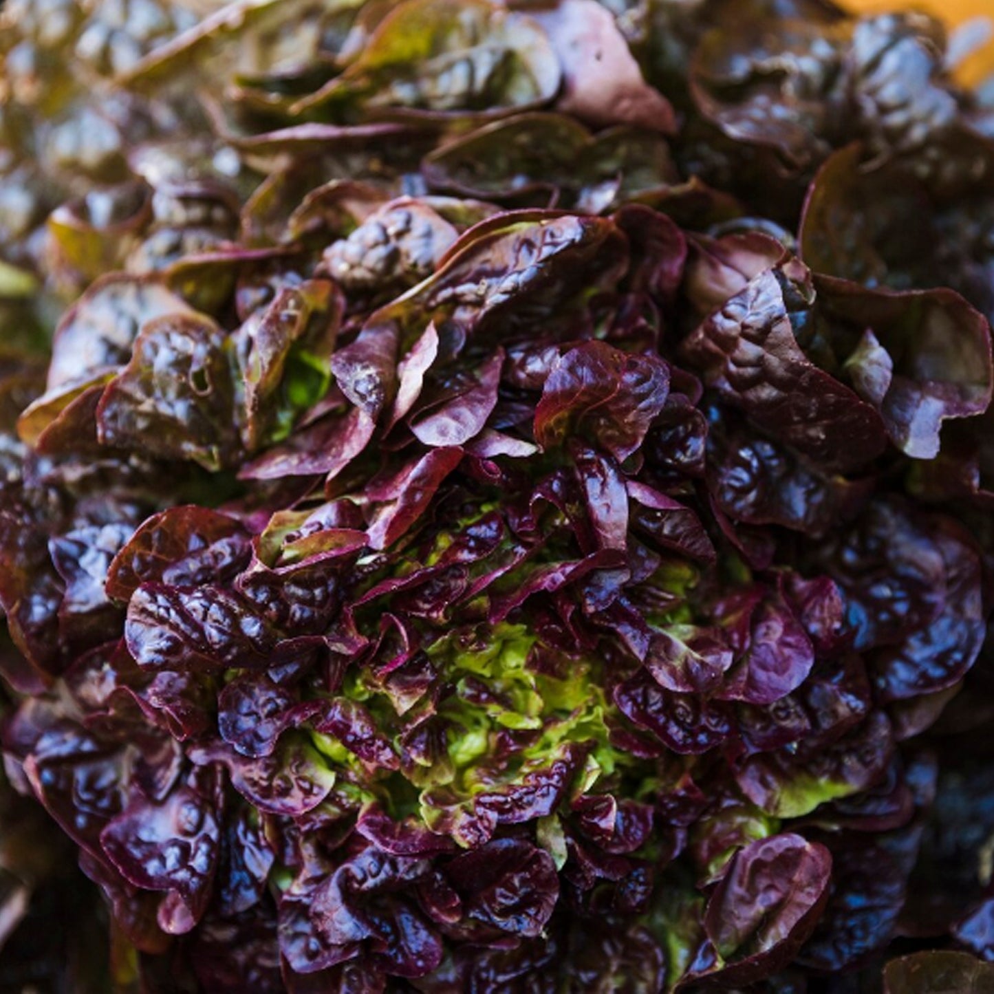 LECHUGA ROBLE