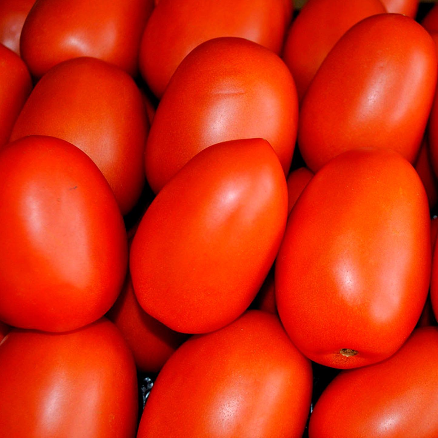 TOMATE PERA