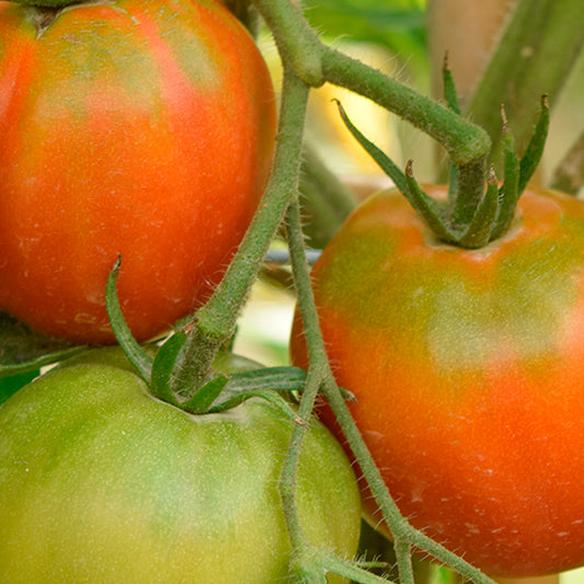 TOMATE PERA ENSALADA