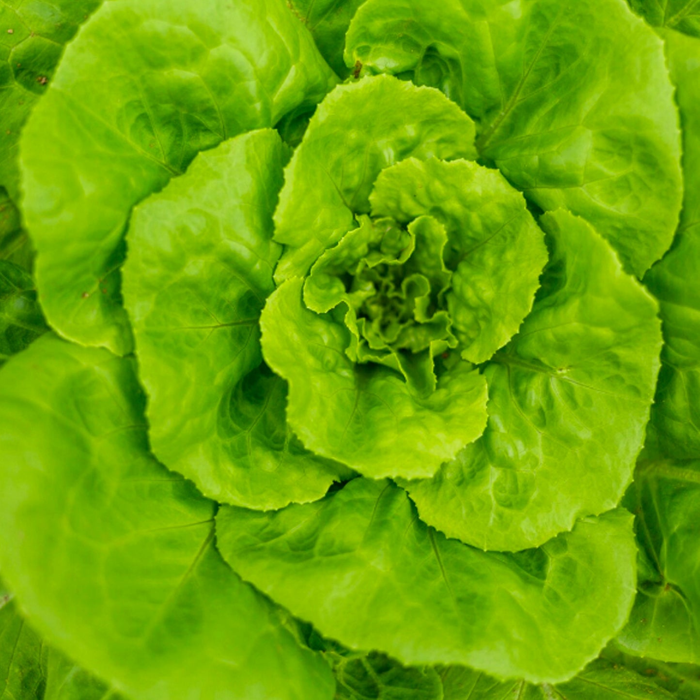 LECHUGA TROCADERO