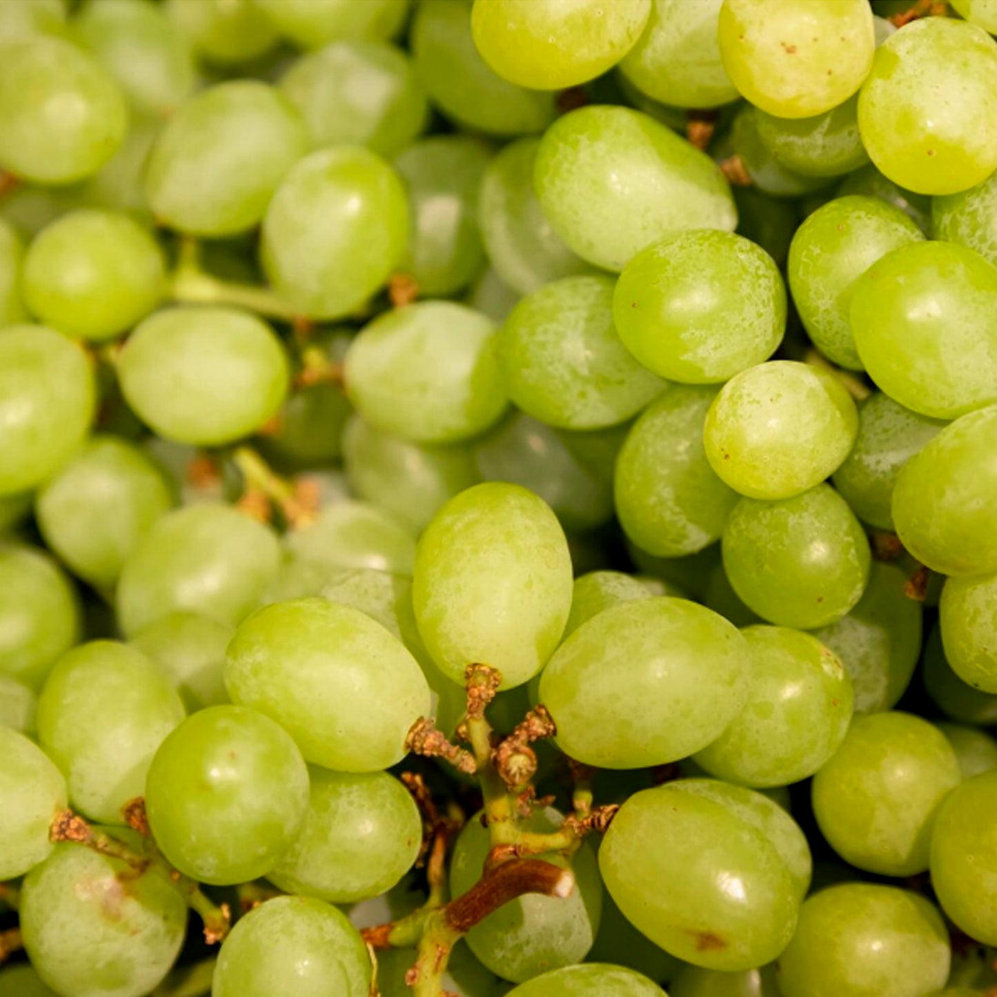 UVA SIN PEPITA
