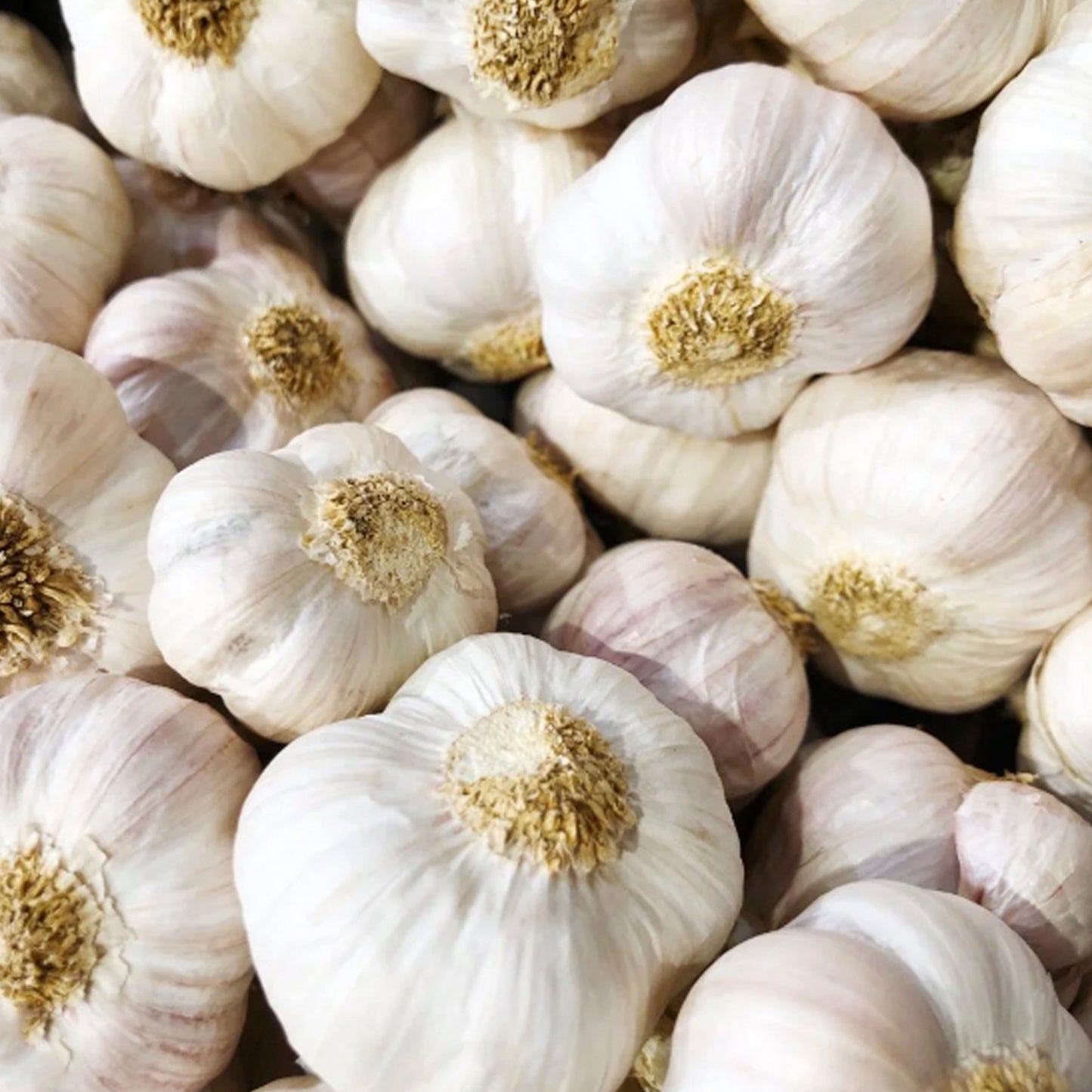 CABEZA DE AJOS