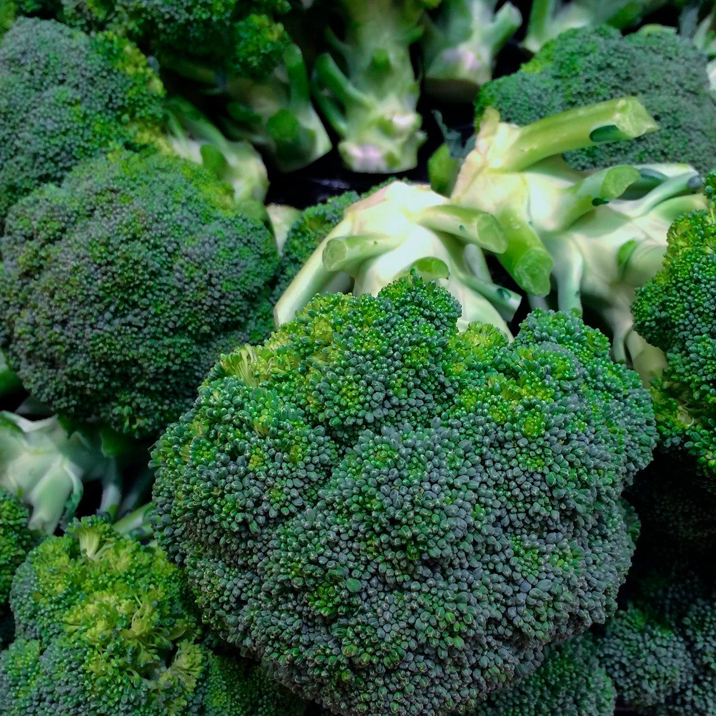 BRÓCOLI