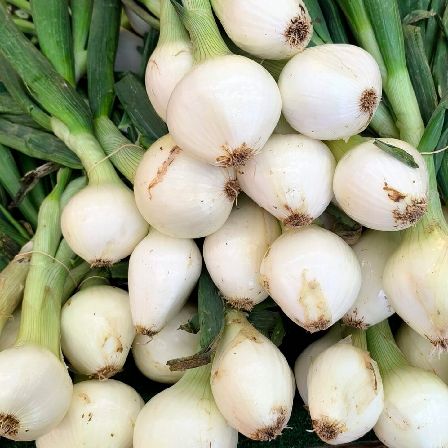 CEBOLLA TIERNA