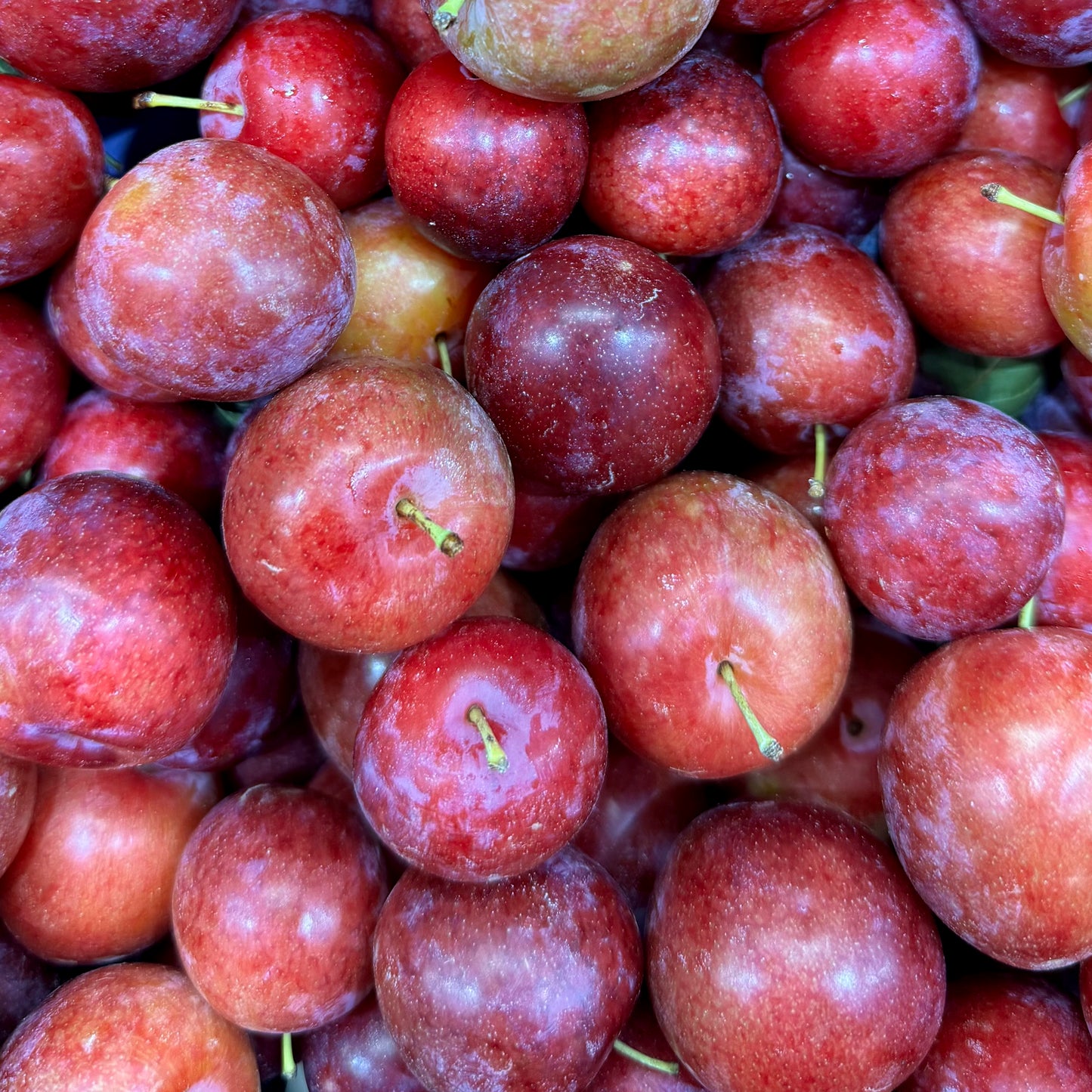 CIRUELA FRESA