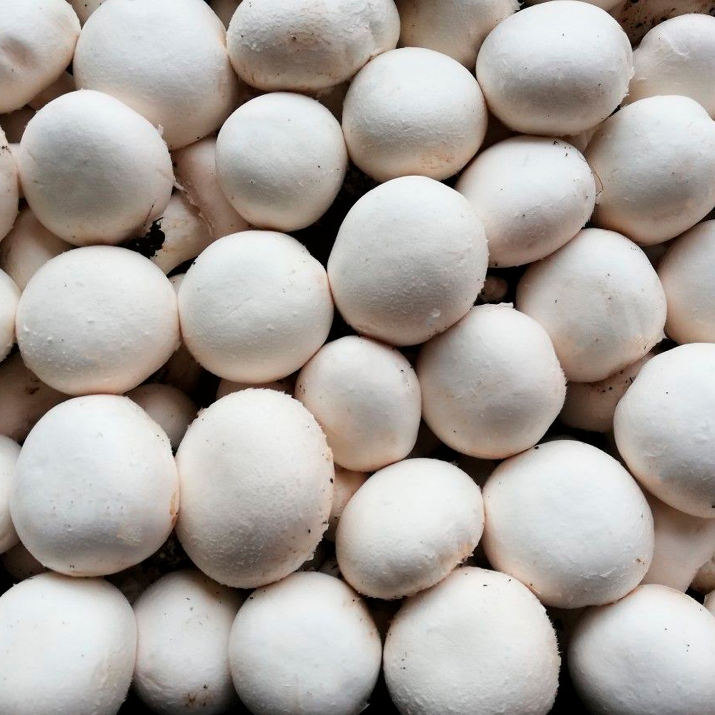 CHAMPIÑÓN BLANCO