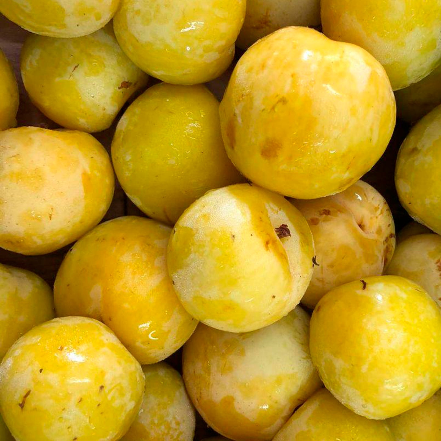 CIRUELA AMARILLA