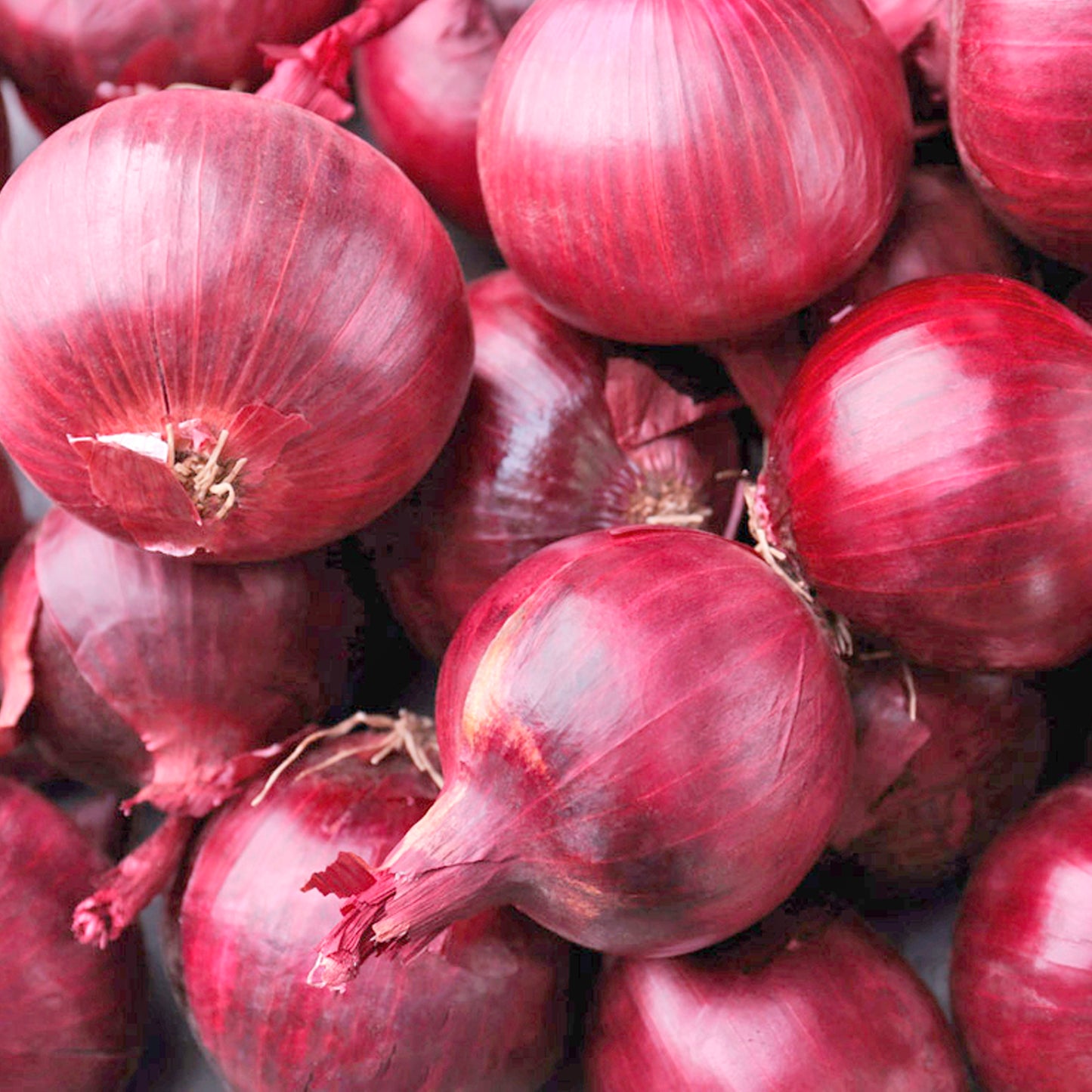 CEBOLLA ROJA