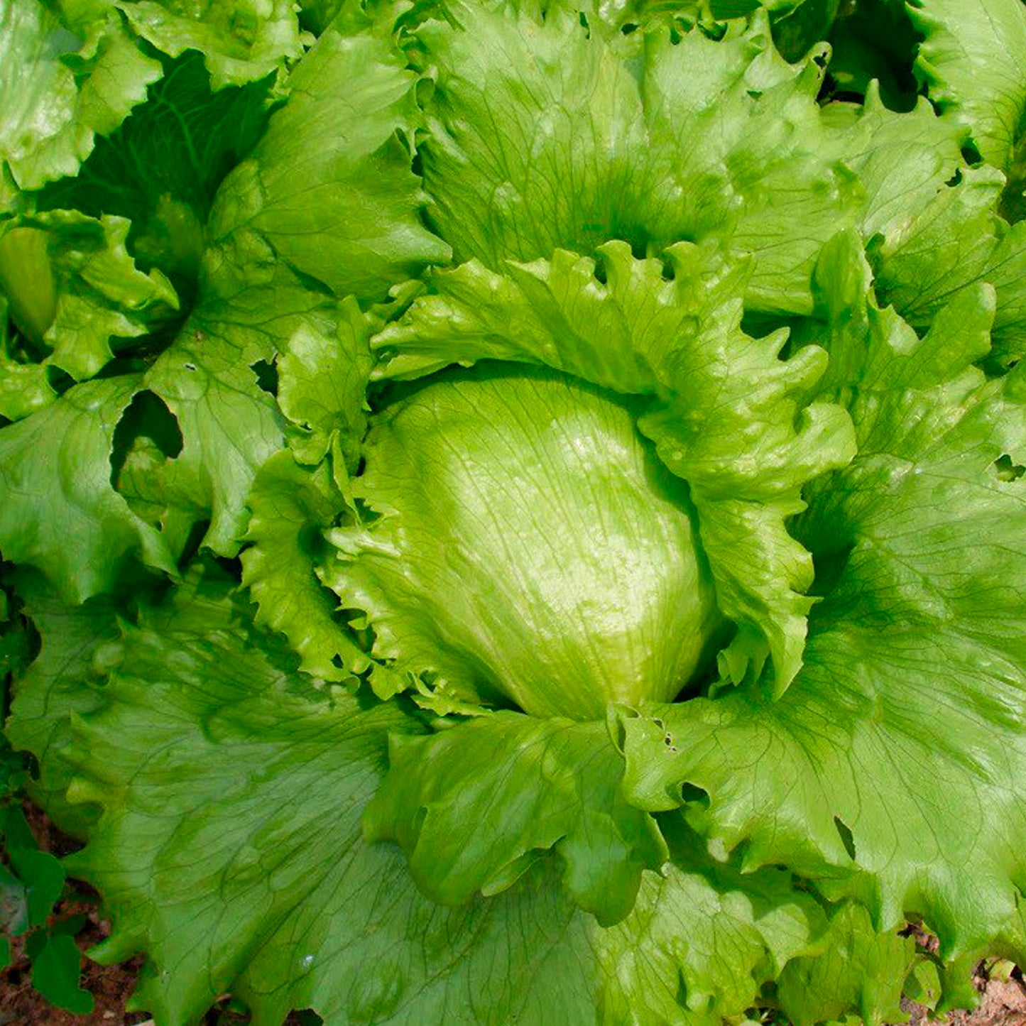 LECHUGA ICEBERG
