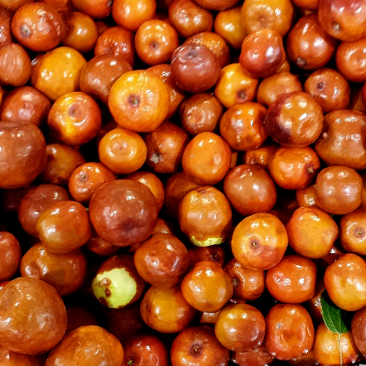 JINJOLES