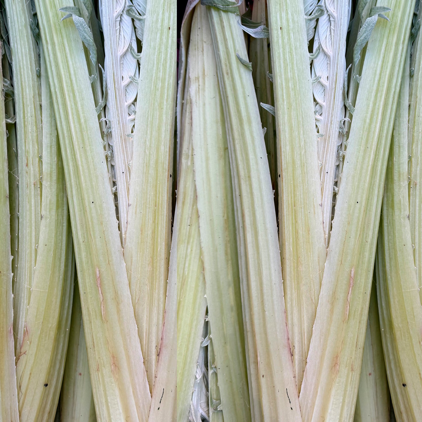CARDOS