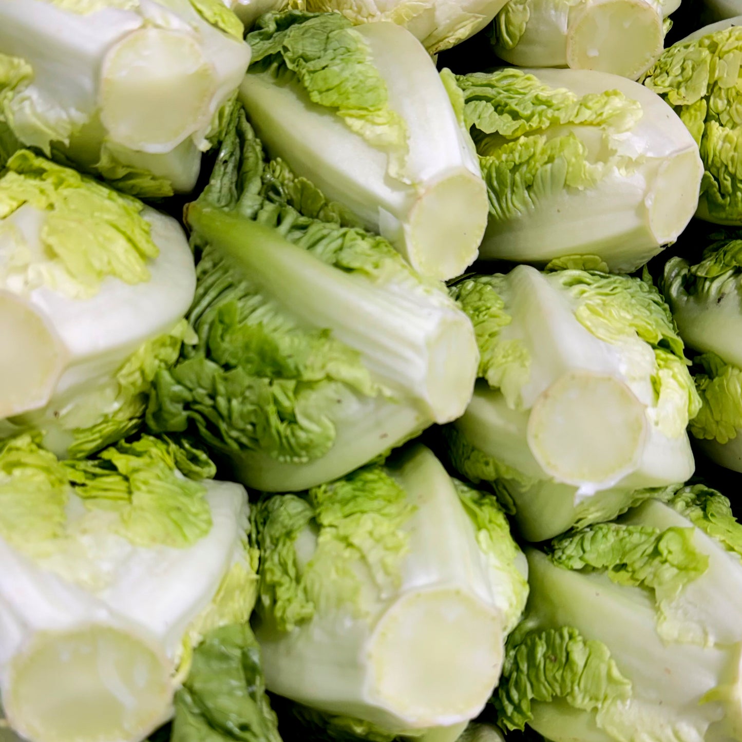 COGOLLO DE LECHUGA