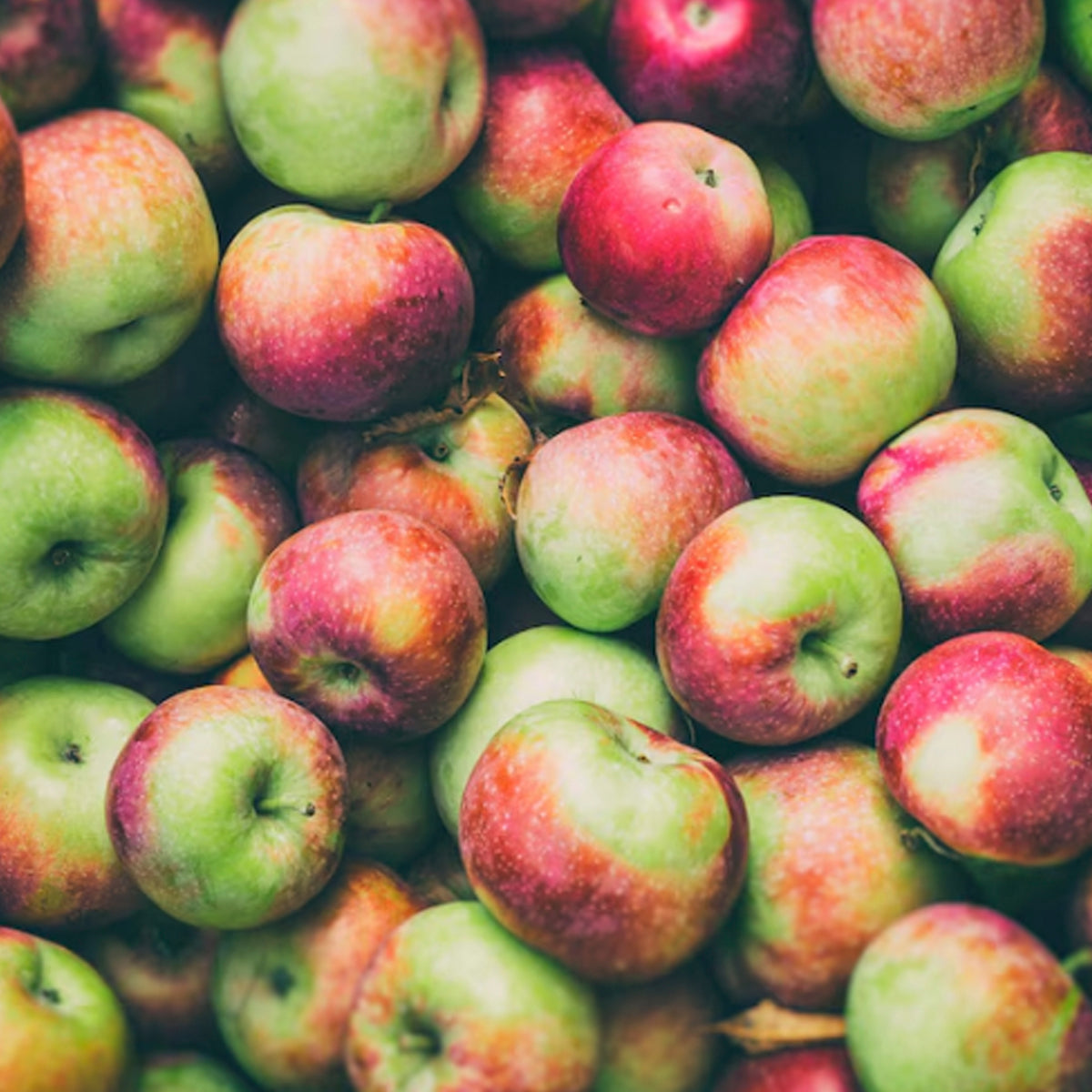 MANZANA BENEJAMA