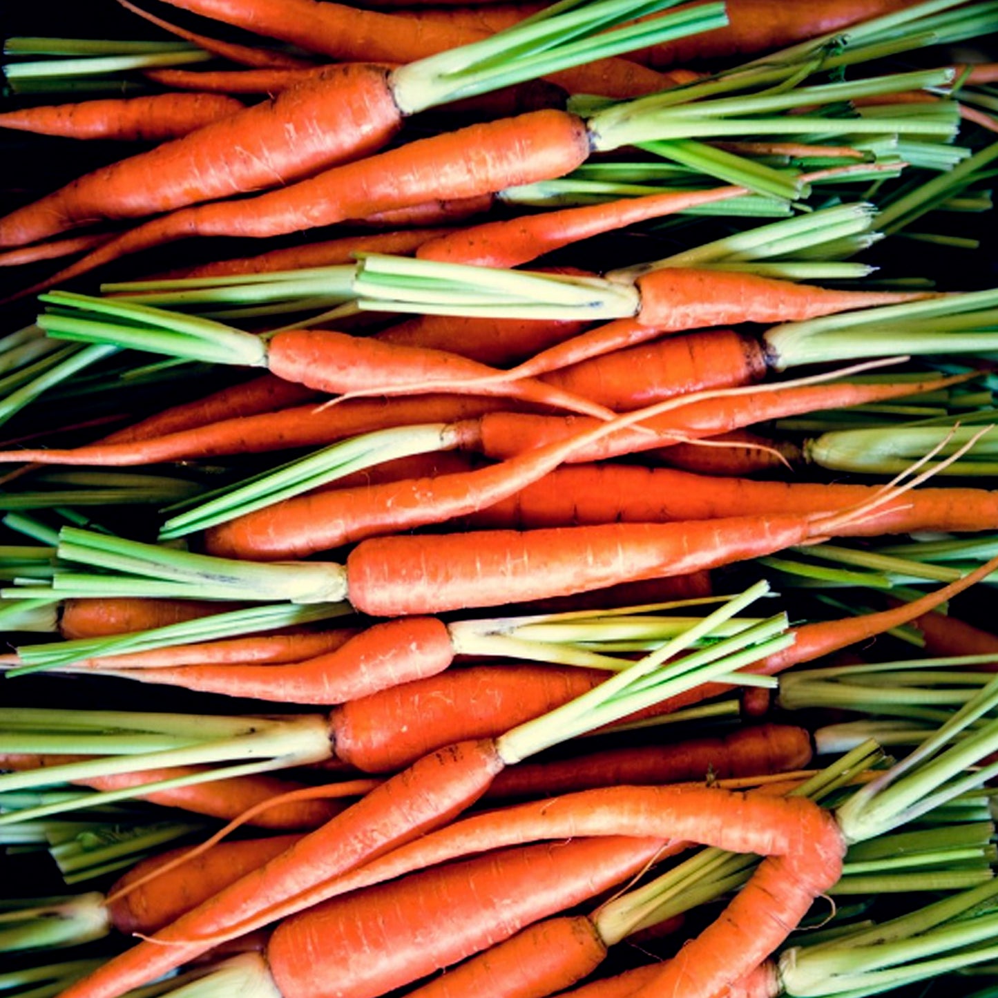 MANOJO DE ZANAHORIAS
