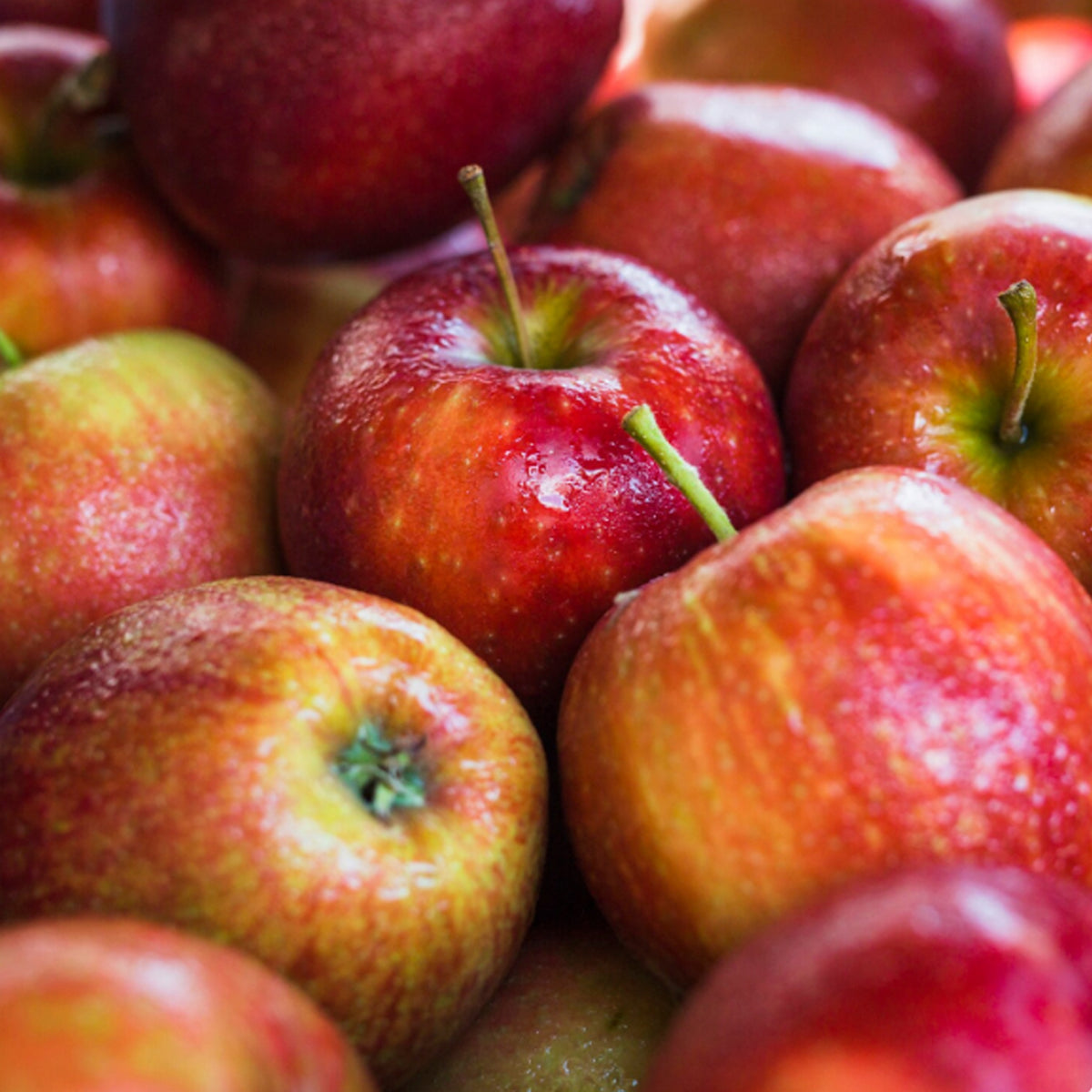 MANZANA SECANO