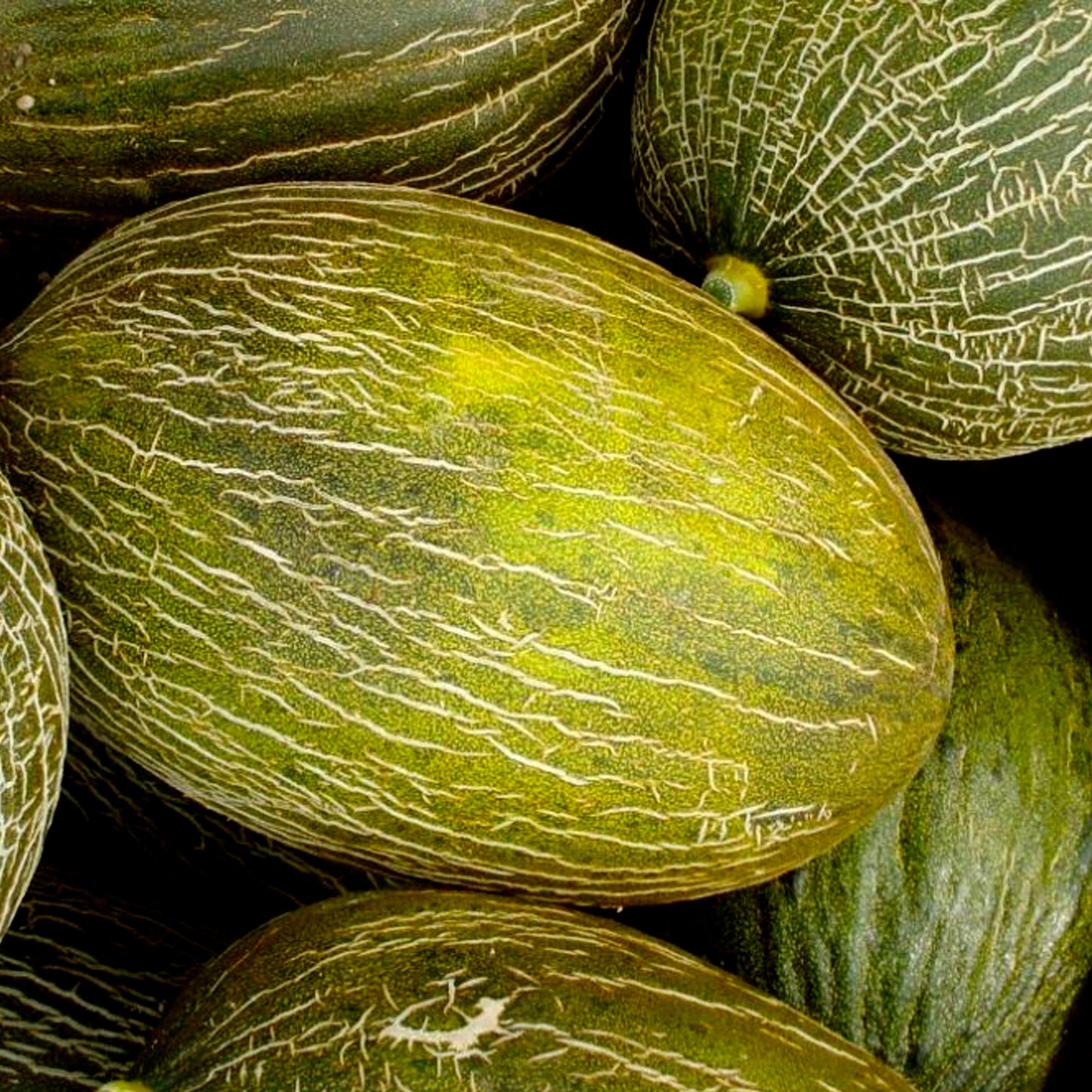 MELÓN