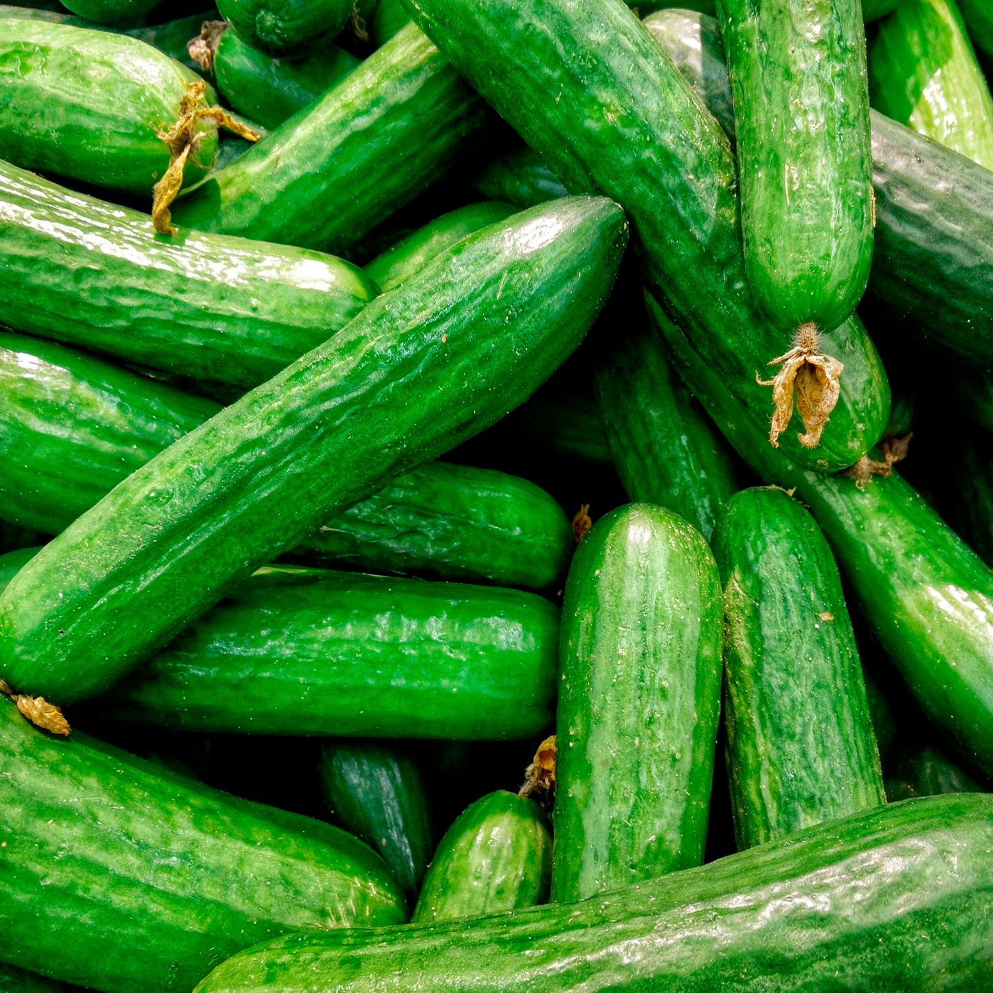 PEPINO BABY