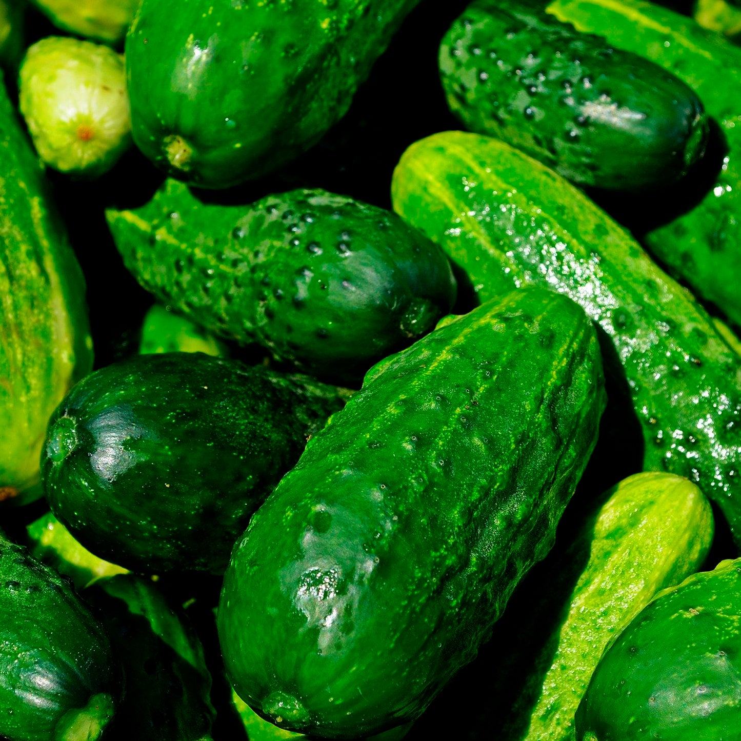 PEPINO