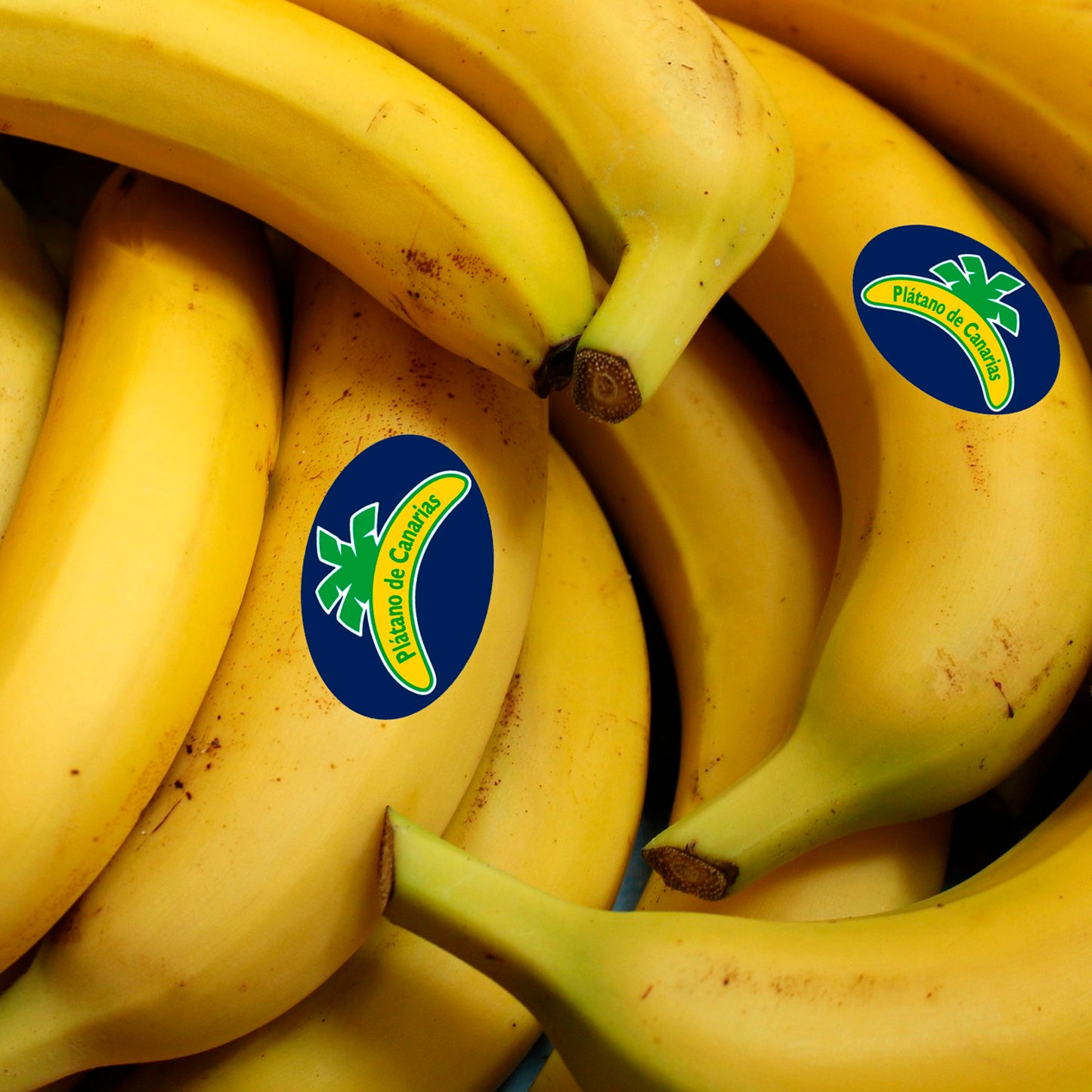 PLÁTANO DE CANARIAS