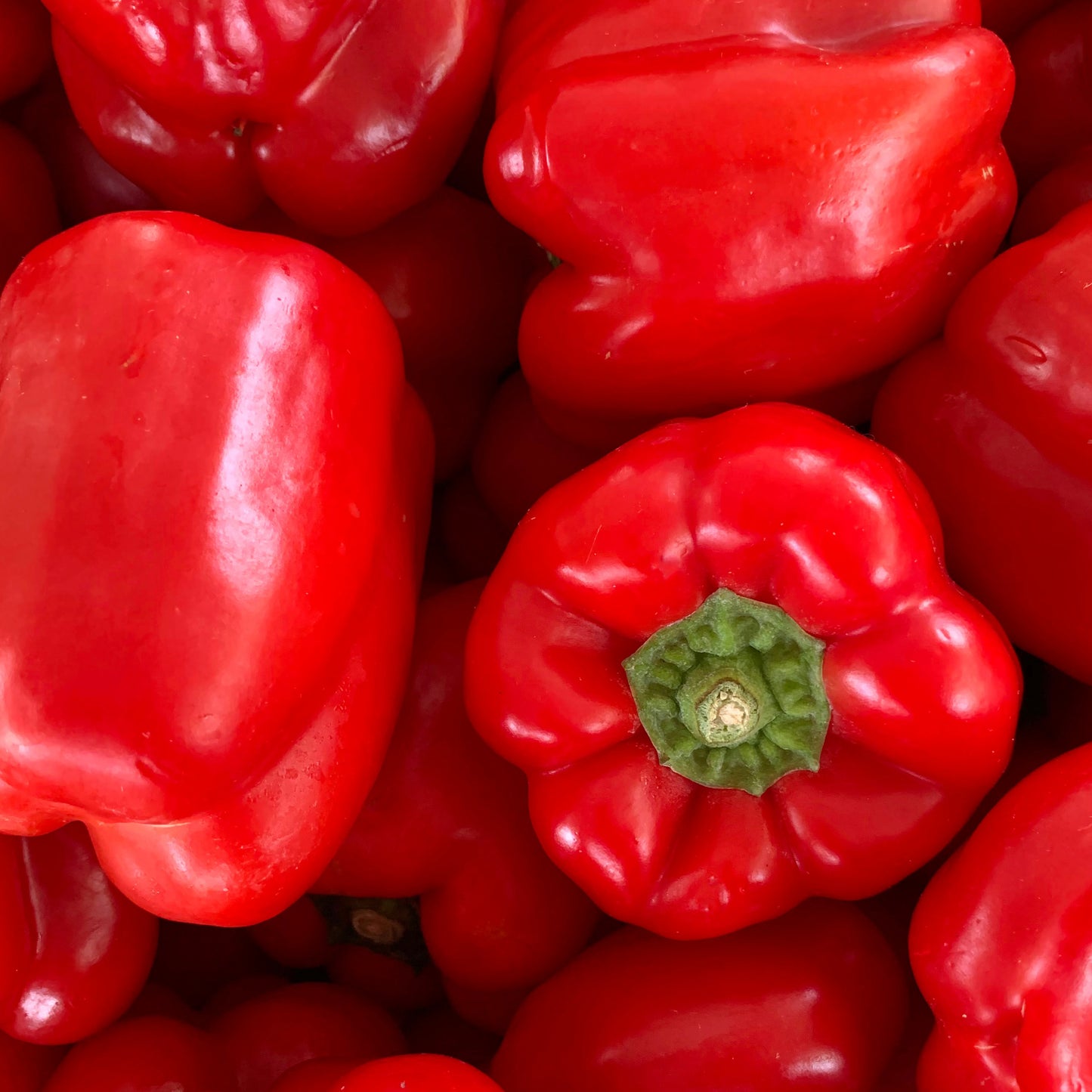 PIMIENTO ROJO