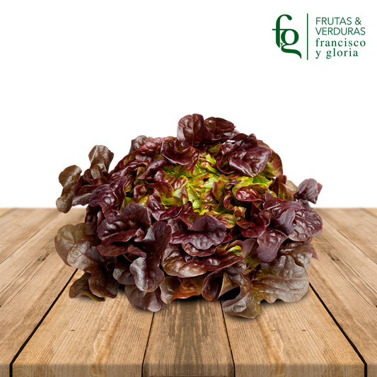 LECHUGA ROBLE