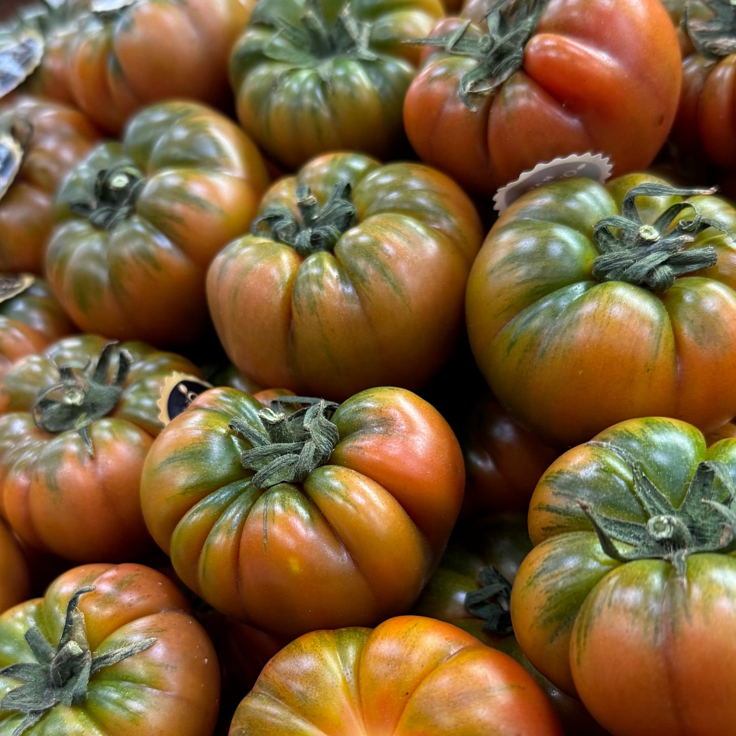 TOMATE RAF