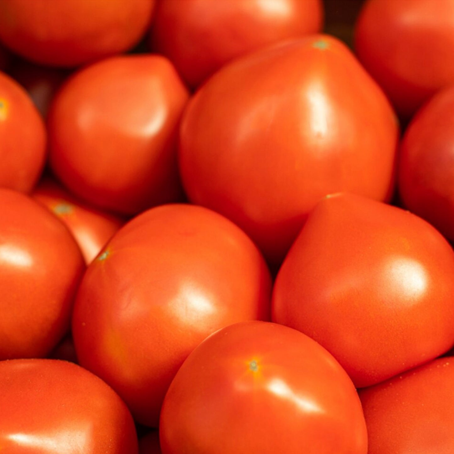 TOMATE CORAZÓN DE BUEY
