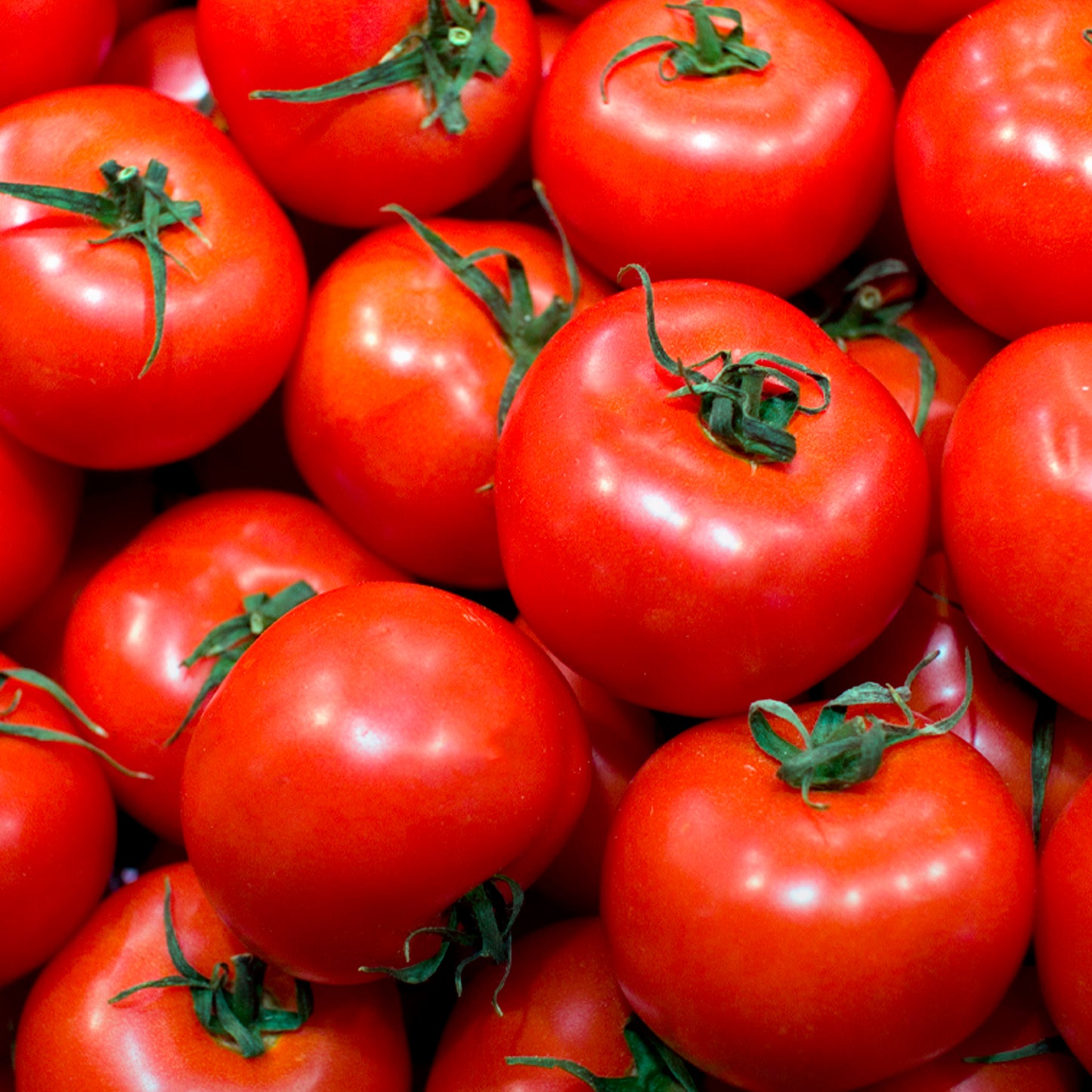 TOMATE DANIELA